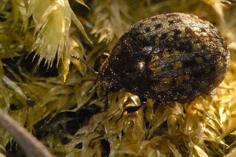 Cytilus sericeus © James K. Lindsey