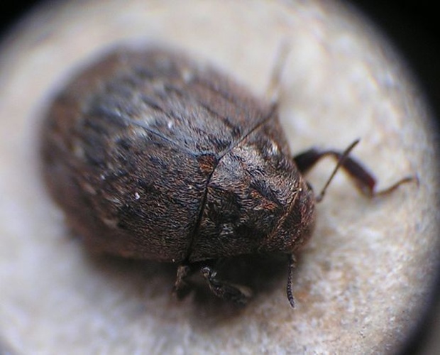 Byrrhus fasciatus © <table style="width:100%; border:1px solid #aaa; background:#efd; text-align:center"><tbody><tr>
<td>
<a href="//commons.wikimedia.org/wiki/File:Aspitates_ochrearia.jpg" class="image"><img alt="Aspitates ochrearia.jpg" src="https://upload.wikimedia.org/wikipedia/commons/thumb/b/bc/Aspitates_ochrearia.jpg/55px-Aspitates_ochrearia.jpg" decoding="async" width="55" height="41" srcset="https://upload.wikimedia.org/wikipedia/commons/thumb/b/bc/Aspitates_ochrearia.jpg/83px-Aspitates_ochrearia.jpg 1.5x, https://upload.wikimedia.org/wikipedia/commons/thumb/b/bc/Aspitates_ochrearia.jpg/110px-Aspitates_ochrearia.jpg 2x" data-file-width="800" data-file-height="600"></a>
</td>
<td>This image is created by user <a rel="nofollow" class="external text" href="http://waarneming.nl/user/photos/8762">Lo Troisfontaine</a> at <a rel="nofollow" class="external text" href="http://waarneming.nl/">waarneming.nl</a>, a source of nature observations in the Netherlands.
</td>
</tr></tbody></table>