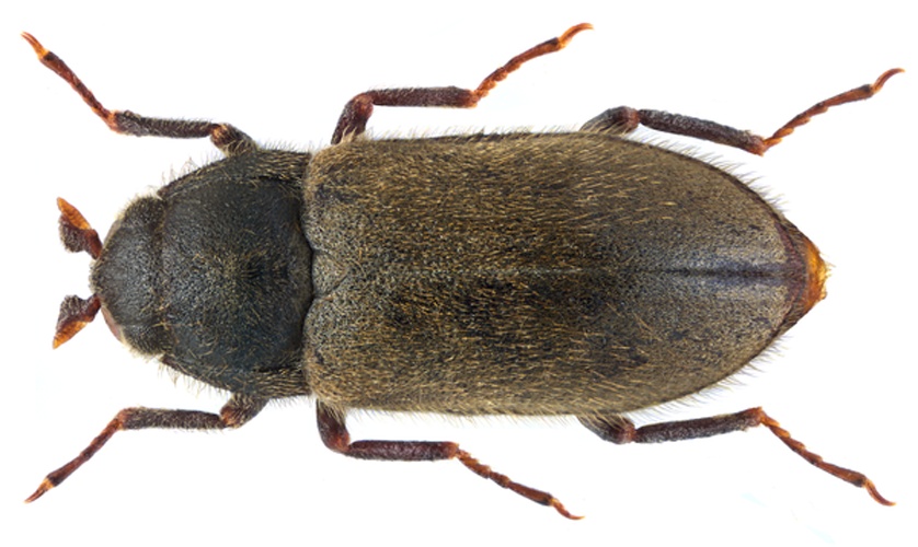 Dryops luridus &copy; <a rel="nofollow" class="external text" href="https://www.flickr.com/people/30703260@N08">Udo Schmidt</a> from Deutschland