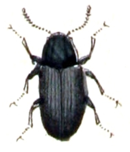 Limnius volckmari &copy; <bdi><a href="https://www.wikidata.org/wiki/Q18508143" class="extiw" title="d:Q18508143">Emil Hochdanz</a>
</bdi>