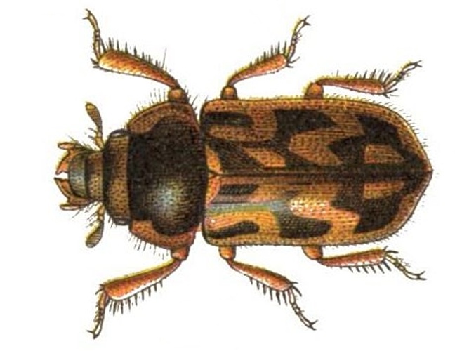 Heterocerus flexuosus &copy; <bdi><a href="https://en.wikipedia.org/wiki/en:Edmund_Reitter" class="extiw" title="w:en:Edmund Reitter">Edmund Reitter</a>
</bdi>