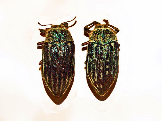 Julodis onopordi © <a href="//commons.wikimedia.org/wiki/User:Hectonichus" title="User:Hectonichus">Hectonichus</a>