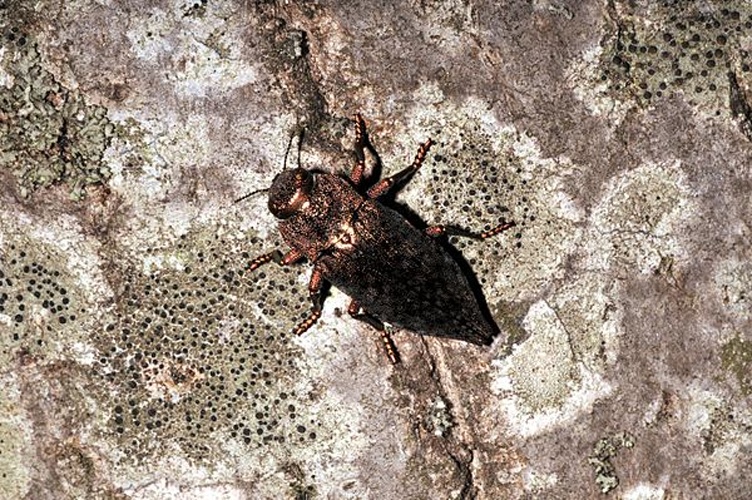 Dicerca alni &copy; <a href="//commons.wikimedia.org/wiki/User:Dysmachus" title="User:Dysmachus">Fritz Geller-Grimm</a>