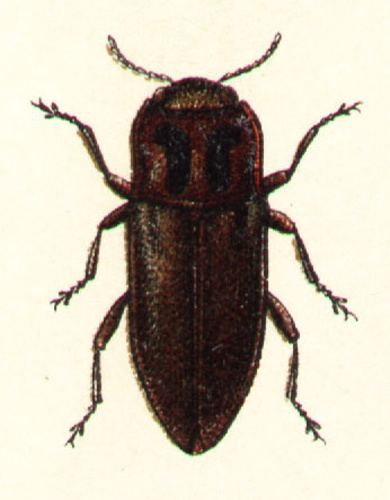 Anthaxia manca &copy; G.G. Yakobson