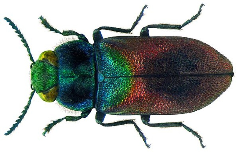 Anthaxia salicis © <a rel="nofollow" class="external text" href="https://www.flickr.com/people/30703260@N08">Udo Schmidt</a> from Deutschland