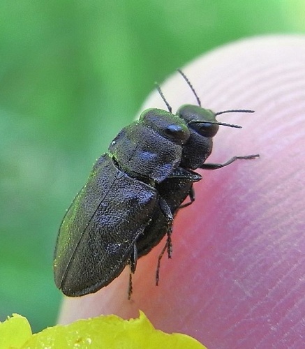 Anthaxia godeti © <a href="//commons.wikimedia.org/wiki/User:Siga" title="User:Siga">Siga</a>