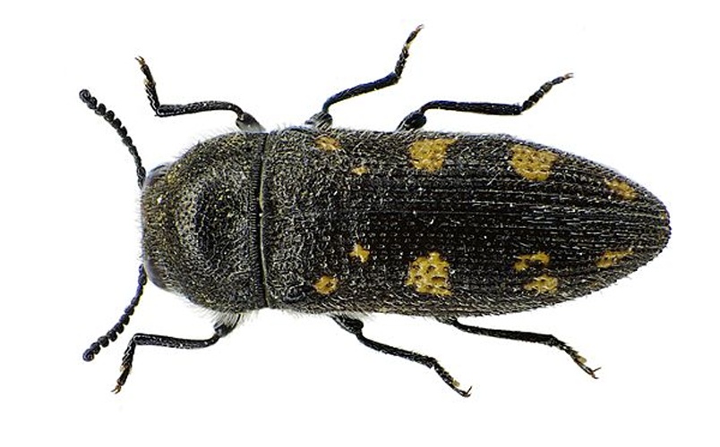 Acmaeodera bipunctata © <a href="//commons.wikimedia.org/wiki/User:Siga" title="User:Siga">Siga</a>