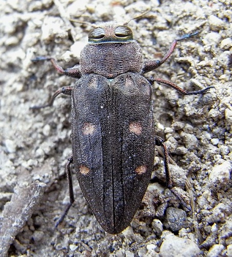 Chrysobothris affinis © <a href="//commons.wikimedia.org/wiki/User:Siga" title="User:Siga">Siga</a>