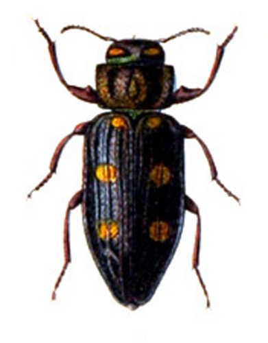 Chrysobothris chrysostigma &copy; <bdi><a href="https://en.wikipedia.org/wiki/en:Edmund_Reitter" class="extiw" title="w:en:Edmund Reitter">Edmund Reitter</a>
</bdi>