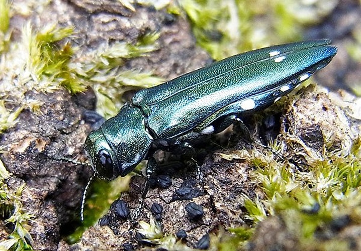 Agrilus biguttatus &copy; <a href="//commons.wikimedia.org/wiki/User:Siga" title="User:Siga">Siga</a>