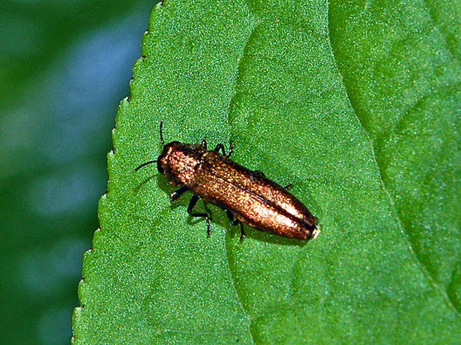 Agrilus integerrimus © <a href="//commons.wikimedia.org/wiki/User:Hectonichus" title="User:Hectonichus">Hectonichus</a>