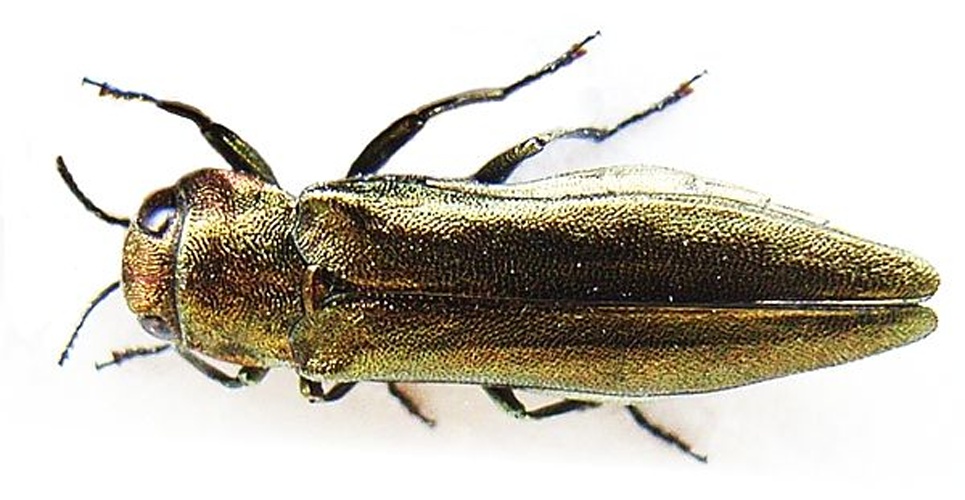 Agrilus viridis © <a href="//commons.wikimedia.org/wiki/User:Siga" title="User:Siga">Siga</a>