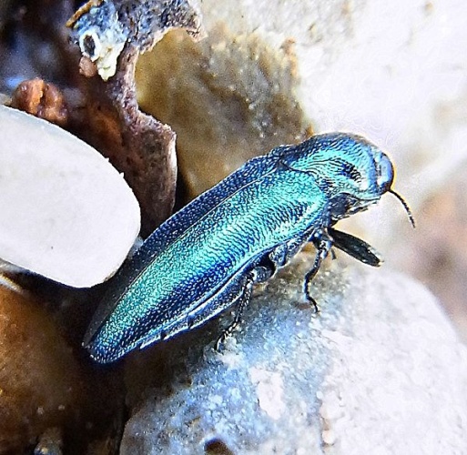 Agrilus cyanescens © <a href="//commons.wikimedia.org/wiki/User:Siga" title="User:Siga">Siga</a>