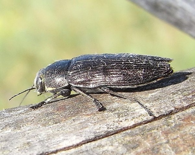 Buprestis haemorrhoidalis © <a href="//commons.wikimedia.org/wiki/User:Siga" title="User:Siga">Siga</a>