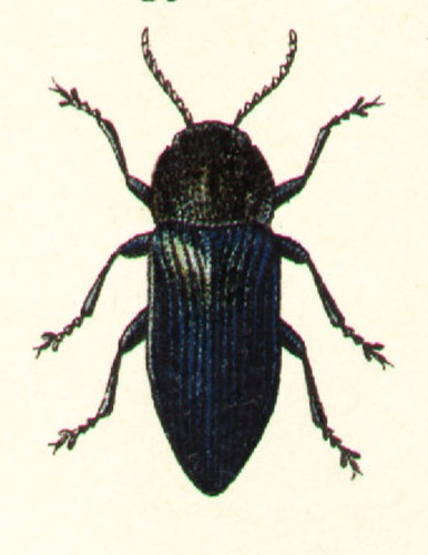 Buprestis rustica © G.G. Yakobson