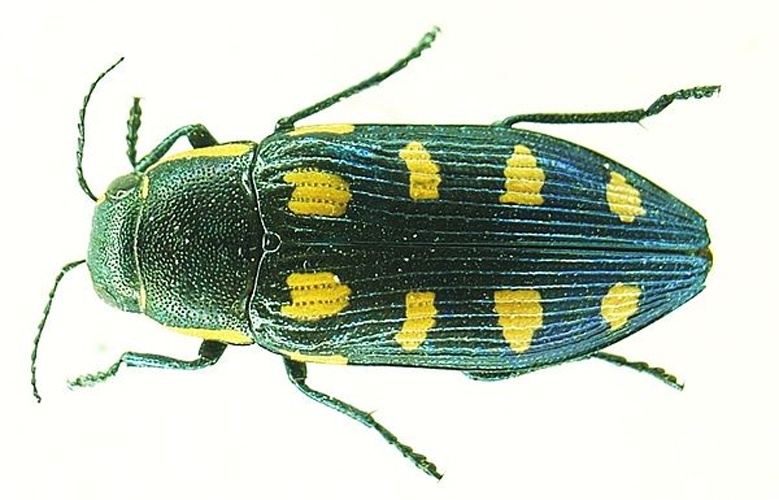 Buprestis octoguttata &copy; <a href="//commons.wikimedia.org/wiki/User:Siga" title="User:Siga">Siga</a>
