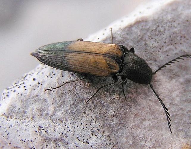 Ctenicera cuprea © <a href="//commons.wikimedia.org/wiki/User:Mbc" title="User:Mbc">Michael Becker</a>