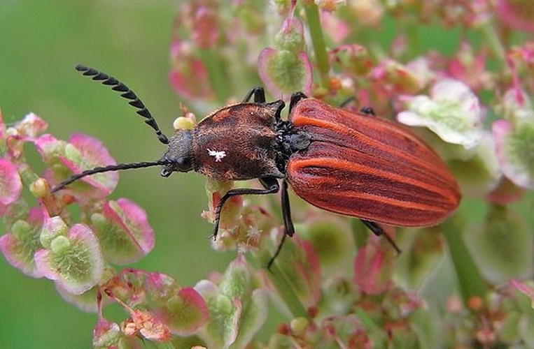 Anostirus purpureus © <a href="//commons.wikimedia.org/wiki/User:Siga" title="User:Siga">Siga</a>