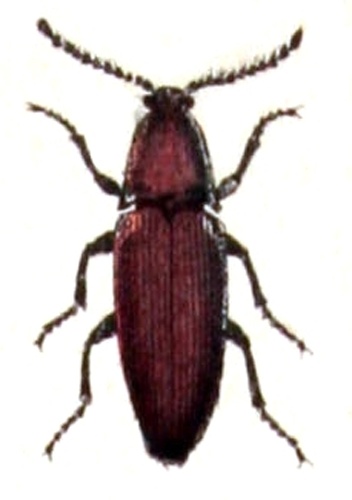 Elater ferrugineus © <bdi><a href="https://www.wikidata.org/wiki/Q18508143" class="extiw" title="d:Q18508143">Emil Hochdanz</a>
</bdi>