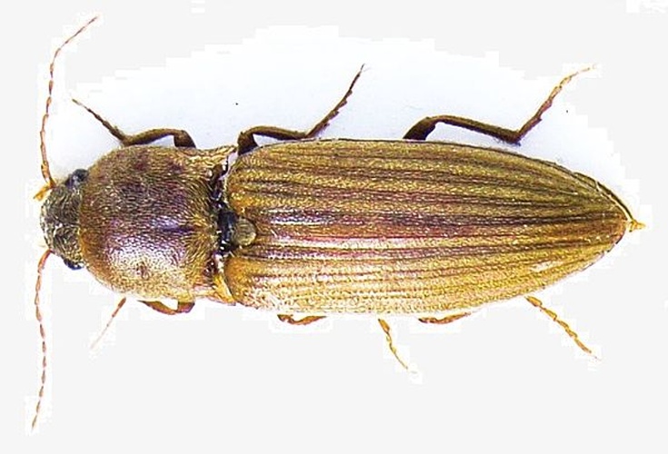 Agriotes lineatus © Siga