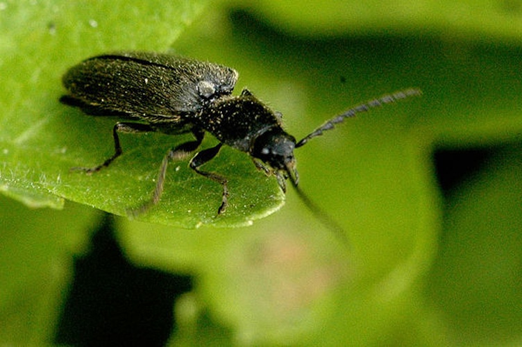 Synaptus filiformis &copy; James K. Lindsey