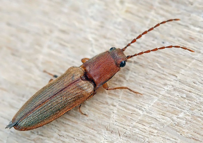 Athous vittatus © Entomart