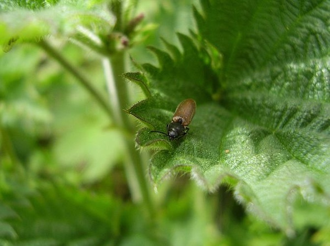 Athous haemorrhoidalis © <a href="https://en.wikipedia.org/wiki/User:Cyberdemon007" class="extiw" title="en:User:Cyberdemon007">Cyberdemon007</a> (<a href="https://en.wikipedia.org/wiki/User_talk:Cyberdemon007" class="extiw" title="en:User talk:Cyberdemon007">talk</a>)