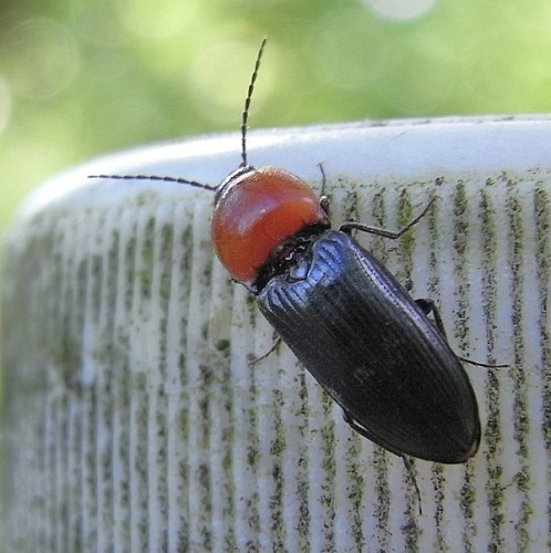 Cardiophorus gramineus &copy; <a href="//commons.wikimedia.org/wiki/User:Siga" title="User:Siga">Siga</a>