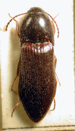 Ampedus nigrinus &copy; M. Virtala