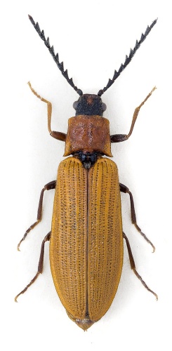 Denticollis rubens &copy; John Hallmén