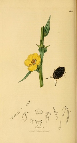 Hydrocyphon deflexicollis © <bdi><a href="https://en.wikipedia.org/wiki/en:John_Curtis_(entomologist)" class="extiw" title="w:en:John Curtis (entomologist)">John Curtis</a>
</bdi>