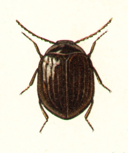 Eubria palustris &copy; G.G. Yakobson