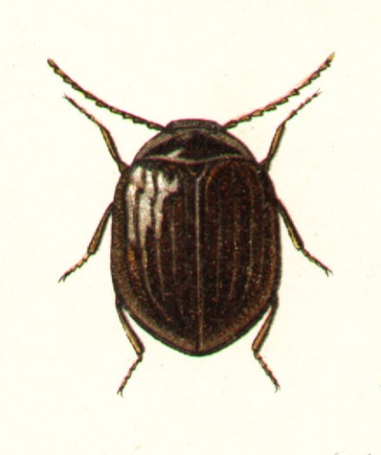 Eubria palustris © G.G. Yakobson