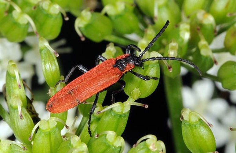 Lygistopterus sanguineus © <a href="//commons.wikimedia.org/wiki/User:Dysmachus" title="User:Dysmachus">Fritz Geller-Grimm</a>