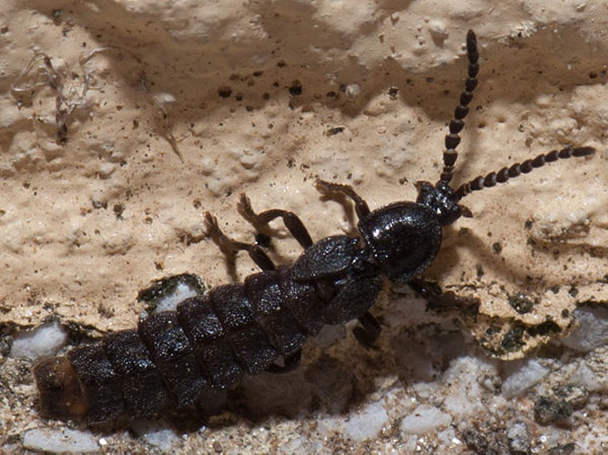 Phosphaenus hemipterus © <a href="//commons.wikimedia.org/wiki/User:Lmbuga" title="User:Lmbuga">Luis Miguel Bugallo Sánchez</a>