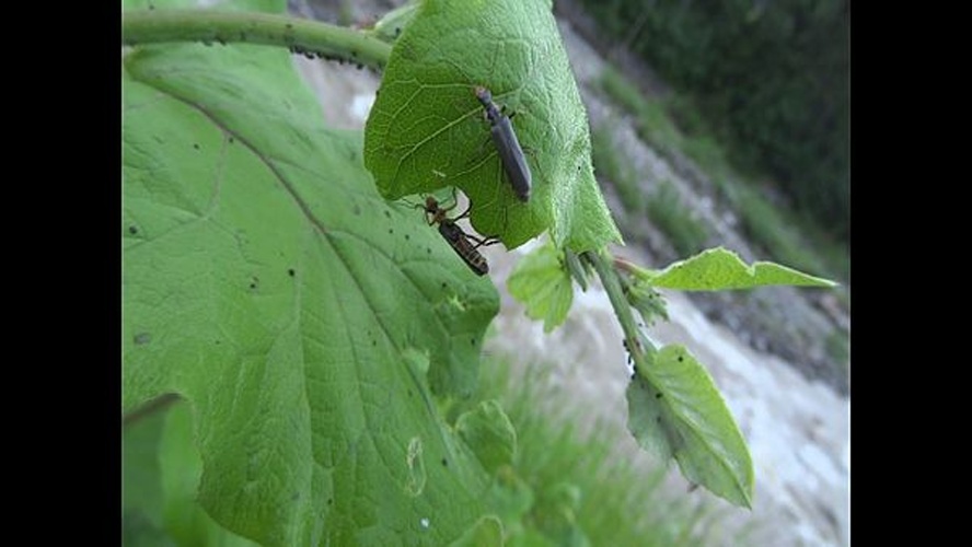 Podabrus alpinus © <a rel="nofollow" class="external text" href="https://www.flickr.com/people/30703260@N08">Udo Schmidt</a> from Deutschland