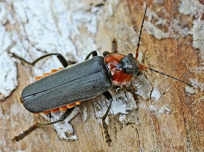 Cantharis fusca © Entomart