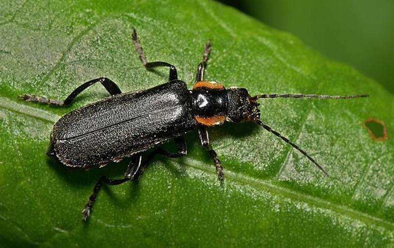 Cantharis obscura © <a href="//commons.wikimedia.org/wiki/User:Sarefo" title="User:Sarefo">Sarefo</a>