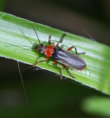 Cantharis pellucida © <a href="//commons.wikimedia.org/w/index.php?title=User:Sandy_Rae&amp;action=edit&amp;redlink=1" class="new" title="User:Sandy Rae (page does not exist)">Sandy Rae</a>