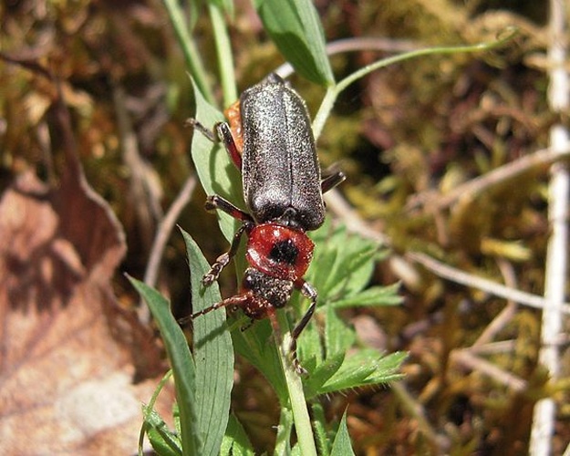 Cantharis rustica &copy; <a href="//commons.wikimedia.org/wiki/User:J.claude" title="User:J.claude">J.claude</a> auteur : Jean-Claude Lincker