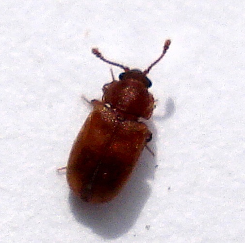 Cryptophagus pubescens © <a rel="nofollow" class="external text" href="https://www.flickr.com/people/25258702@N04">Mick Talbot</a> from Lincoln (U.K.), England
