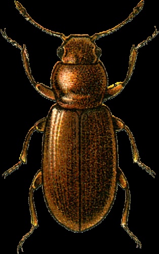 Melanophthalma transversalis &copy; Georgiy Jacobson