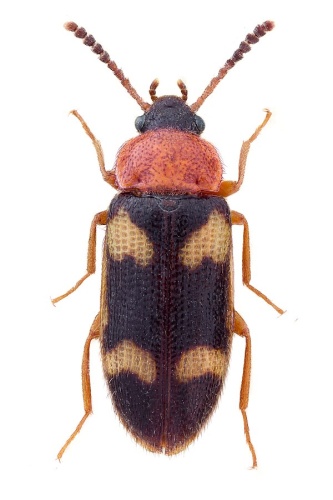 Mycetophagus fulvicollis © John Hallmén