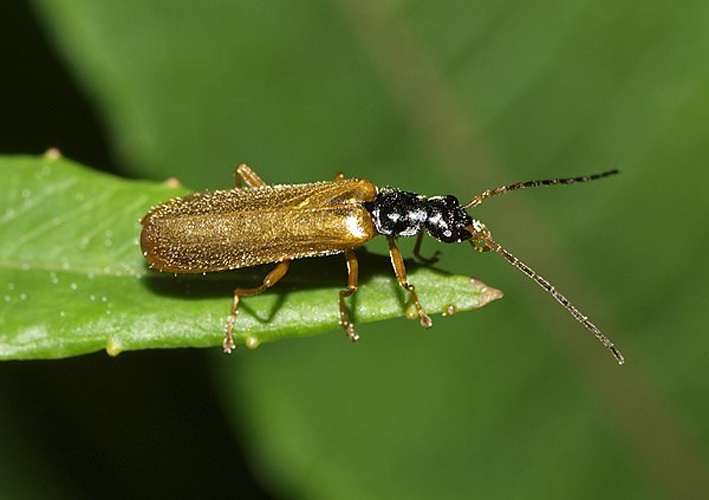 Rhagonycha lignosa © <a rel="nofollow" class="external text" href="https://www.flickr.com/people/43706167@N03">Line Sabroe</a> from Denmark