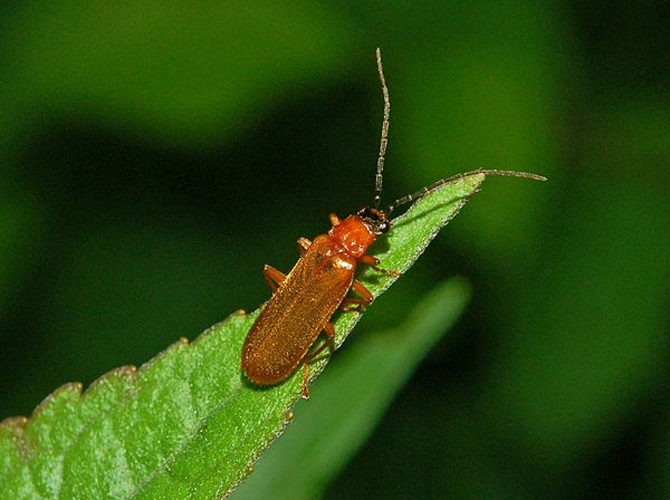 Rhagonycha nigriceps © <a href="//commons.wikimedia.org/wiki/User:Hectonichus" title="User:Hectonichus">Hectonichus</a>