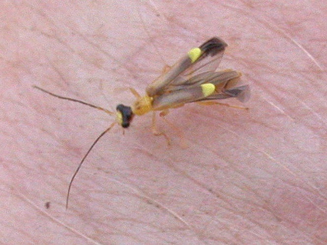 Malthinus flaveolus &copy; <a href="//commons.wikimedia.org/wiki/User:Keith_Edkins" title="User:Keith Edkins">Keith Edkins</a>