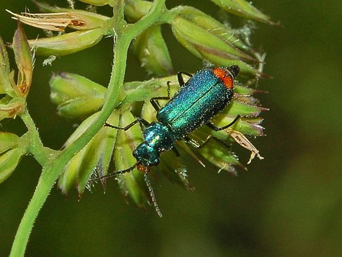 Malachius bipustulatus &copy; <a href="//commons.wikimedia.org/wiki/User:Hectonichus" title="User:Hectonichus">Hectonichus</a>