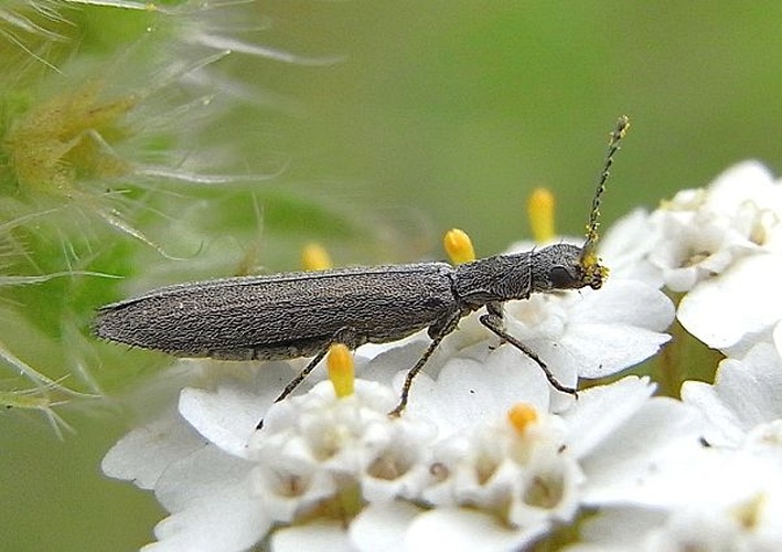 Dolichosoma lineare © <a href="//commons.wikimedia.org/wiki/User:Siga" title="User:Siga">Siga</a>