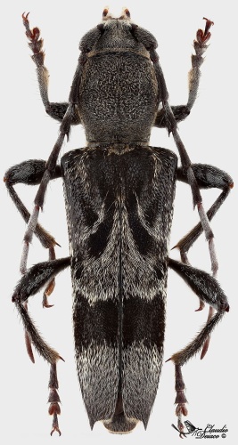 Anaglyptus gibbosus &copy; <a rel="nofollow" class="external text" href="https://www.flickr.com/people/48100757@N04">Claudio Deiaco</a>