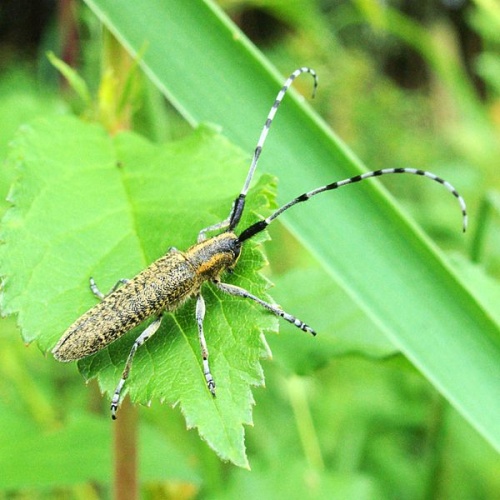 Agapanthia villosoviridescens © <a href="//commons.wikimedia.org/wiki/User:XN" title="User:XN">Guido Gerding</a>